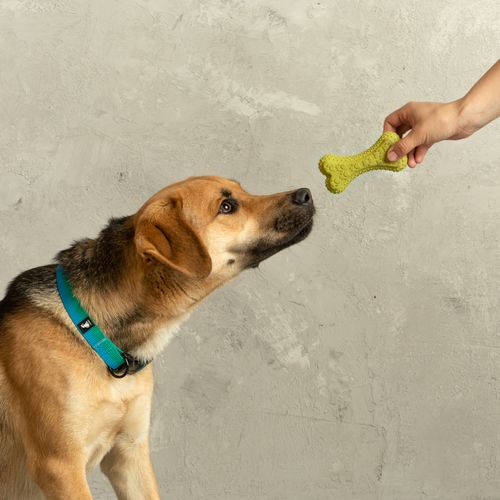 Juguete Mascota
