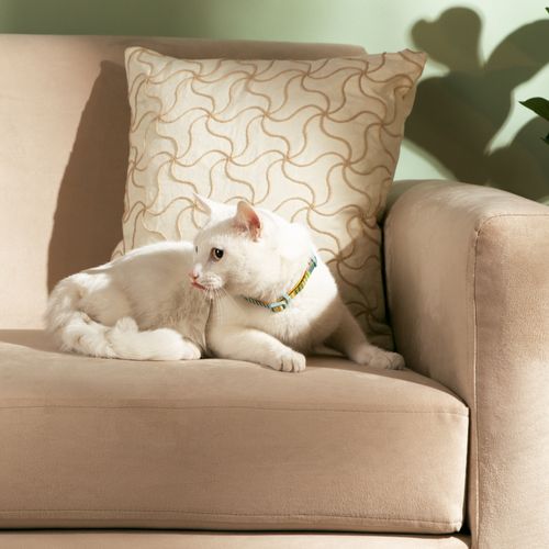 Collar Ajustable para Gato