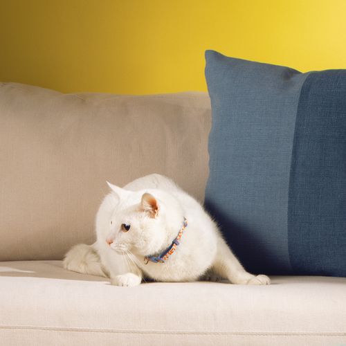 Collar Ajustable para Gato