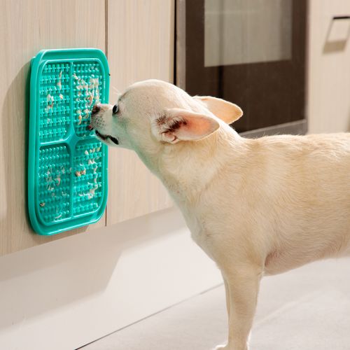 Plato para Lamer de Mascotas