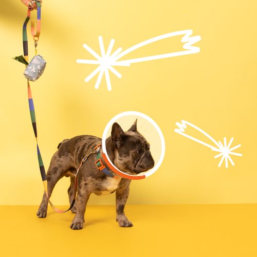 Bolso Contenedor para Aseo de Mascotas