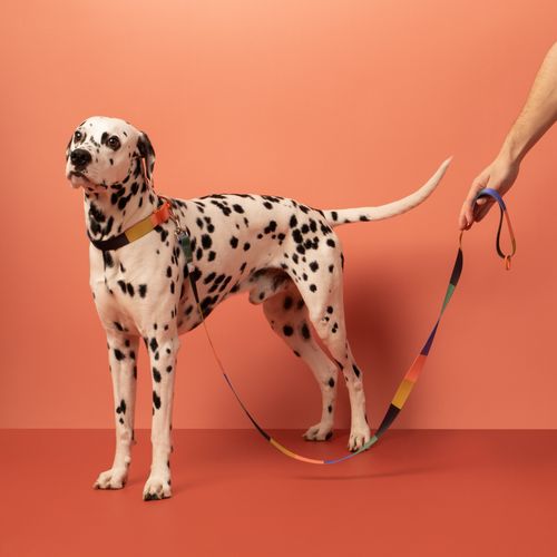 Correa con Diseño para Mascota