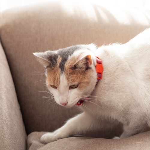 Collar Ajustable para Gatos