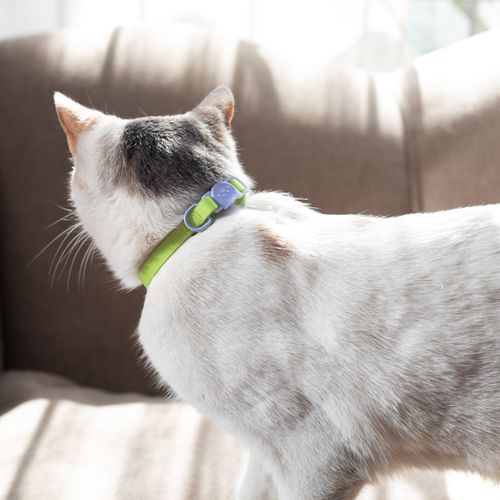 Collar Ajustable para Gatos