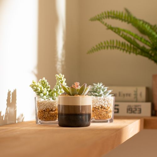 Maceta Cactus Artificial 7 x 9,5 cm