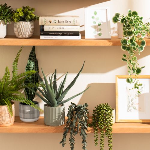 Maceta con Planta Colgante 18 x 30 cm