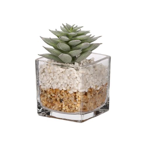 Maceta de Vidrio con Cactus 7.5 x 10 cm
