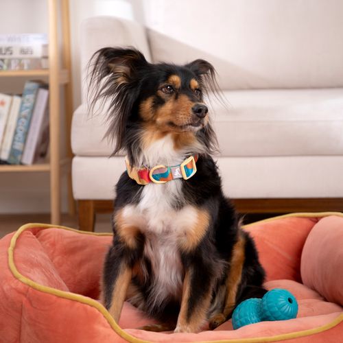 Collar con Cinta Ajustable para mascota