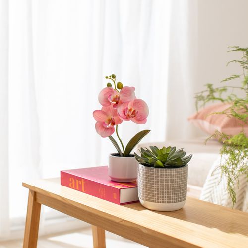 Maceta Terracota con Cactus Ø 12 x 24 cm