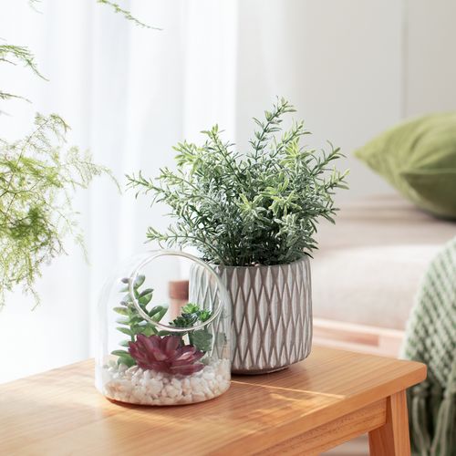 Terrario de Vidrio con Cactus Ø 12 x 12 cm